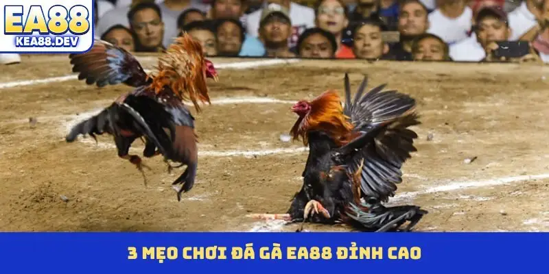 3 mẹo chơi đá gà EA88 đỉnh cao