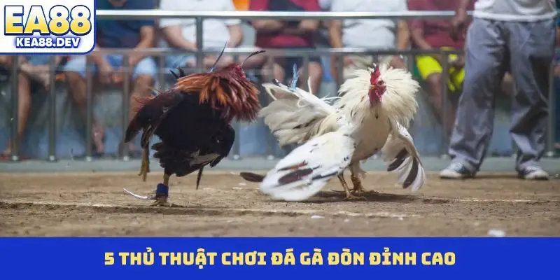 5 thủ thuật chơi đá gà đòn đỉnh cao