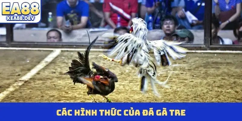 Các hình thức của đá gà tre