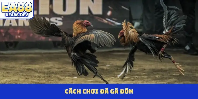 Đá Gà Đòn