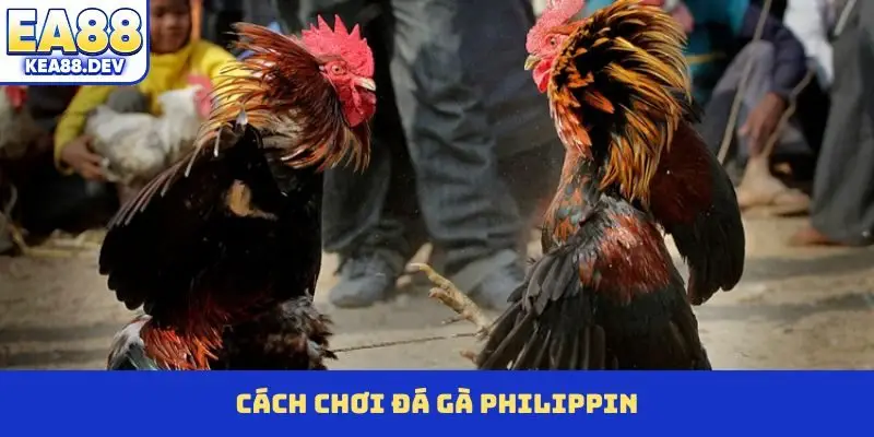 Đá Gà Philippin