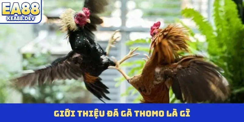 Giới thiệu đá gà Thomo là gì?