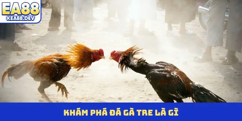 Khám phá đá gà tre là gì?