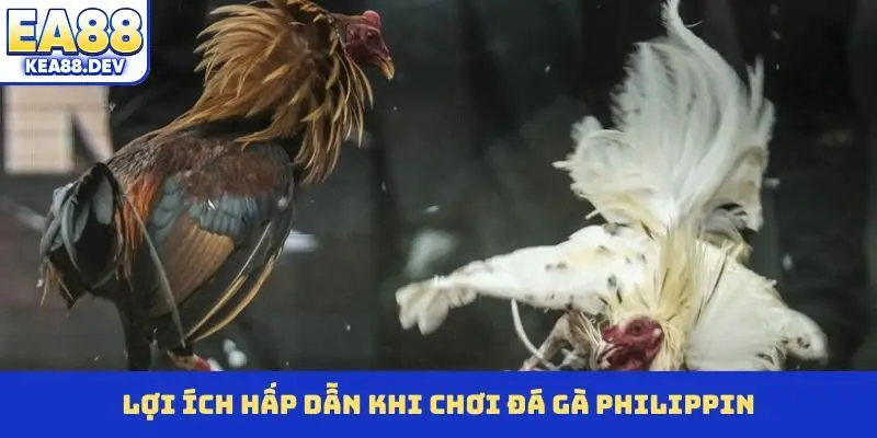 Lợi ích hấp dẫn khi chơi đá gà Philippin