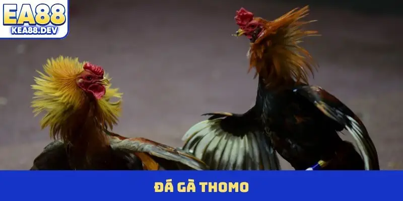 Đá Gà Thomo