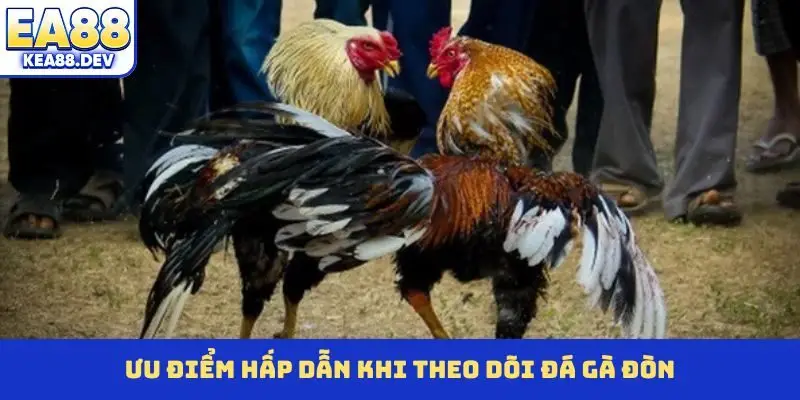 Ưu điểm hấp dẫn khi theo dõi đá gà đòn
